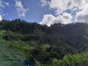 Jungle Track Siboro