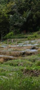 Petani Di Siboro Hill