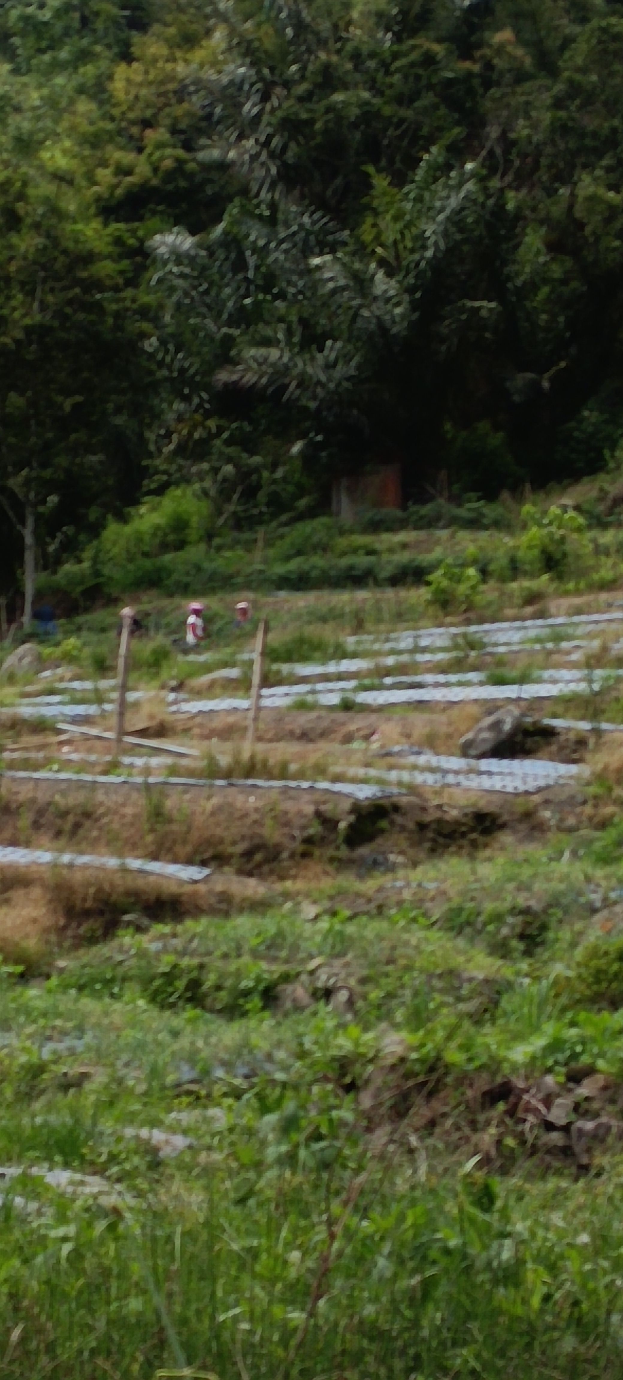 Petani Di Siboro Hill