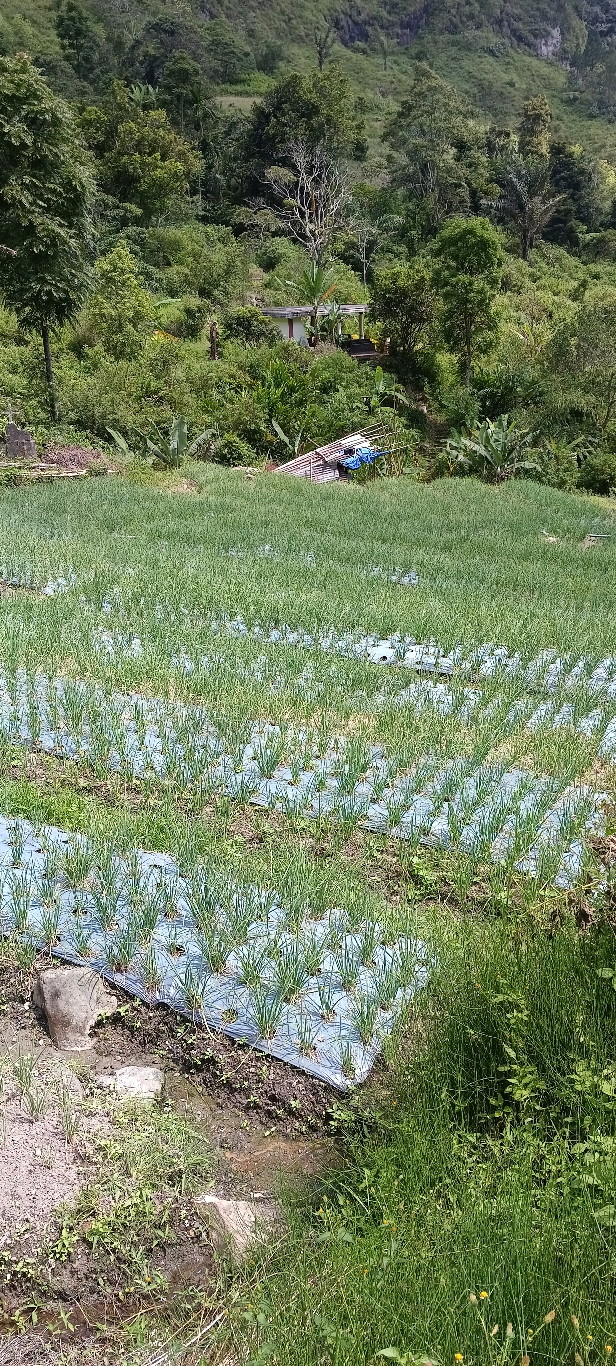 Tanaman Sayur Petani Siboro Hill