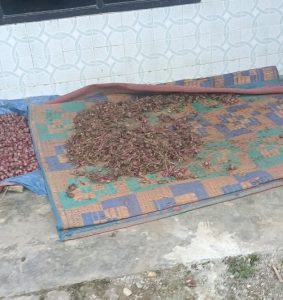 Jemur Bawang Di Haranggaol