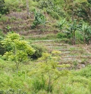 Areal Pertanian Bawang Haranggaol