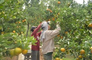 Agro Wisata Petik Jeruk Sendiri