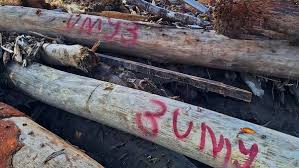 Gelondongan Kayu Yang Dibawa Air Saat Banjir