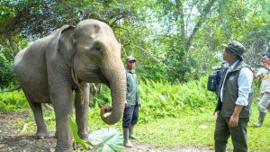 Menhut Tinjau Gajah Di Bengkulu